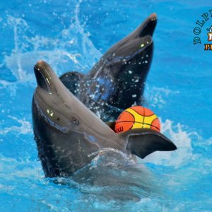 Dolphins show (41)_resize (1).jpg