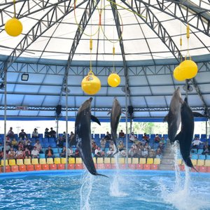 Show - Dolphins Bay Phuket 14.JPG