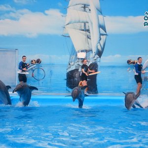 Dolphins show (14)_resize (1).jpg