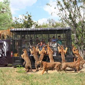 Safari Feeding_01.jpg