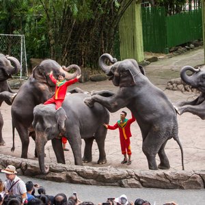 Elephants Show_04.jpg