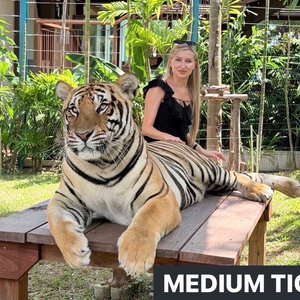 PHUKET : TIGER PARK KATHU