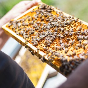 bees-2368228_1920.jpg