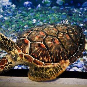 PHUKET : AQUARIUM TICKETS