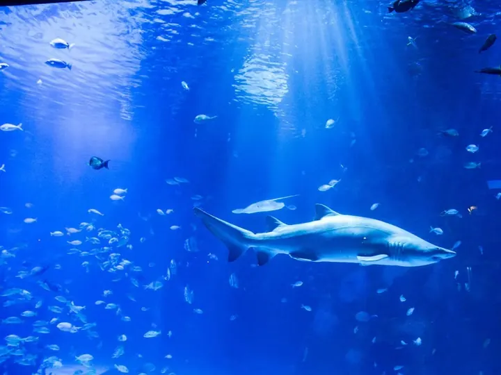 PHUKET : AQUARIUM TICKETS