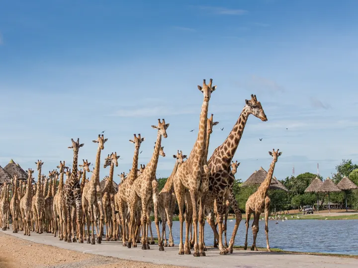 Bangkok: Safari World Marina Park