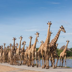 BANGKOK : SAFARI WORLD MARINA PARK