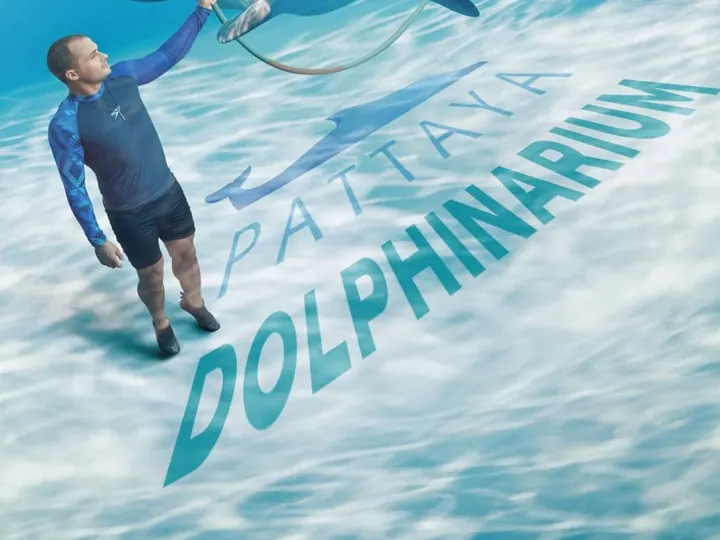 Dolphin Show