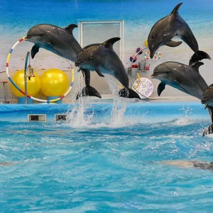 PHUKET : DOLPHIN SHOW