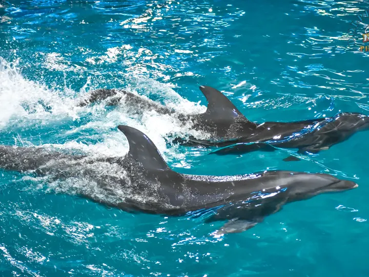 Phuket: Dolphin Show