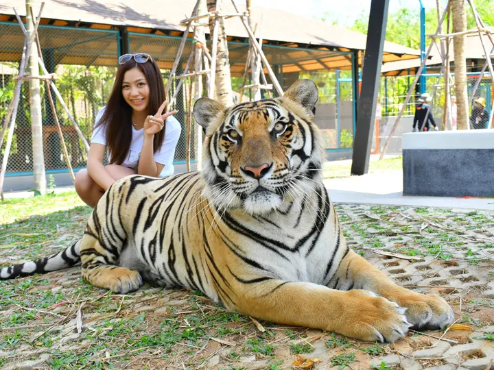 Phuket: Tiger Park Chalong